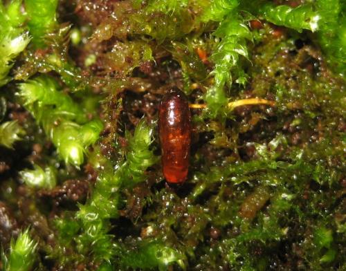 Réf. 197 014 : Phaonia palpata